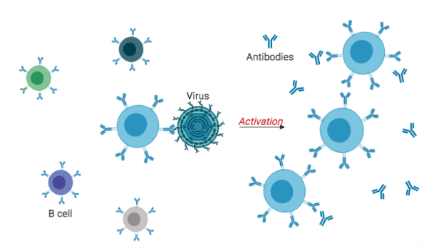 which cells are responsible for antibody production